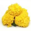 marigold hybrid flower seed