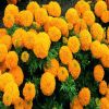 marigold hybrid flower seed