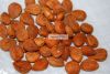 Apricot Kernel Seed