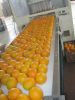 fresh fruit and veg