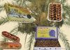 dates deglet nour