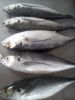 FROZEN HORSE MACKEREL