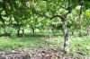 cocoa beans