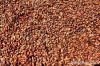 cocoa beans