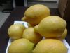 Fresh ( Adalia - Verna - Green lime) Lemon