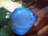 Discus fish (for sale)