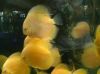 Discus fish (for sale)