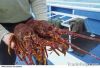 Fresh Delicious Lobster