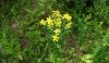 St.John's Wort Ex...