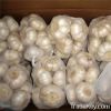 fresh garlic