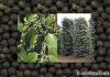 BLACK PEPPER