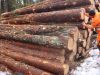 SRUCE/PINE/OAK LOGS