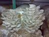 Oyster Mushroom (Pleur...