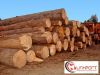 WOOD LOGS PINE AND EUC...