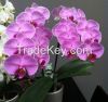Orchids, Phalaenopsis ,