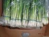 Green Onion