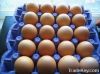 Fresh Chicken Eggs