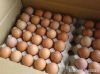 Fresh Chicken Eggs