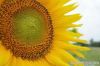 Export Refined Sunflow...