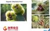 Chinese hot selling organic fresh chestnuts for sale 