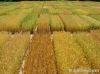 Wheat barn | Wheat bar...