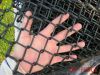 Galvanized and PVC coated chain link fence(diamond wire mesh