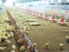 BC Series Poultry Farm...