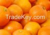Fresh oranges , tangerine , citrus fruit , mandarin orange