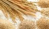 Wheat 2016 fresh production