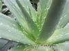 Aloe P.E.