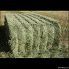 alfalfa hay Greece