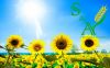 Sunflower Seeds | Sunf...