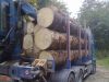 Spruce pine logs