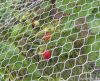 Hexagonal Wire Mesh/Gabion Mesh