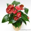 Anthurium