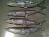 Spanish Mackerel