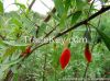 organic natural goji, Chinese wolfberry, Lycicum, goji berries