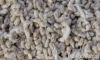 WHOLE WHITE COTTONSEED