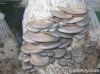 oyster mushrooms