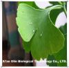 Ginkgo Extract