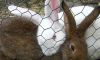 Best price!Galvanized Hexagonal wire netting/Hexagonal wire mesh/Chicken wire mesh  