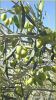 Olive Trees (Olive Nur...