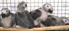 Congo African Greys