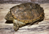 Florida Snapping Turtles Ã¢ï¿½ï¿½ Chelydra serpentina Osceola