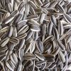 sunflower seeds 5009