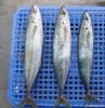 Frozen fresh scad(horse mackerel)