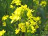 mustard yellow 