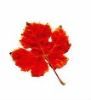 Red Grape Leaf - Vitis...