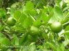 FRESH GREEN SEEDLESS LEMON