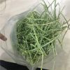 Alfalfa hay in big bales for animal feeding